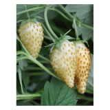 JAGODA VOLMARY FRAGARIA VESCA TUBBY' WHITE GOZDNA L12
