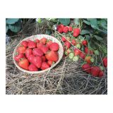 JAGODA VOLMARY FRAGARIA X ANANASSA BUDDY L13