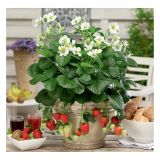 JAGODA VOLMARY MONTALNA L13