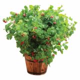 MALINA VOLMARY KOMPAKTNA LONČNA L17