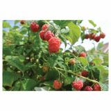 MALINA VOLMARY KOMPAKTNA LONČNA L17