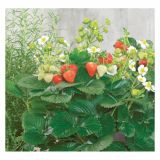 JAGODA VOLMARY POKONČNA DELIZZ OBEŠANKA L27