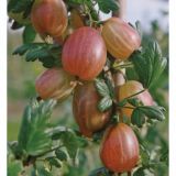 KOSMULJA VOLMARY RDEČA L17