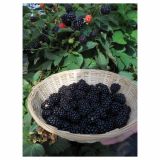 ROBIDA VOLMARY RODNA NA ENOLETNIH POGANJKIH L17