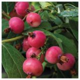 BOROVNICA VOLMARY ROZA BOROVNICA L17