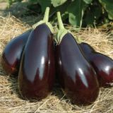 PLODOVKE DOBRO & ZDRAVO JAJČEVEC GALINE TEMNO VIJOLIČEN