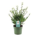 BODIKA JAPONSKA GLORY GEM L12