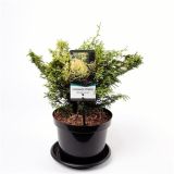 PACIPRESA JAPONSKALUCAS L19