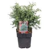 PACIPRESA JAPONSKA LYCOPODIOIDES L17