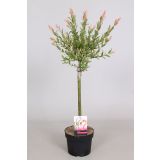 VRBA JAPONSKA PISANOLISTNA L19