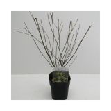 LISTAVEC JAPONSKI JAVOR LITTLE PRINCESS L17