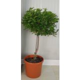 MEDITERANSKE RASTLINE JAPONSKI POPER NA STEBLU L19