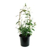 JASMIN JASMIN NA STEBLU L18