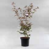 JAVOR ATROPURPUREUM L28 V100