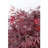 JAVOR ACER FIRECRACKER L7.5 L