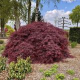 JAVOR ACER FIRECRACKER L7.5 L