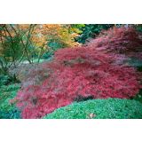 JAVOR ACER GARNET 7.5 LITER