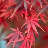 JAVOR ACER SUMINAGASHI L7.5 L