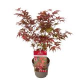 JAVOR JAPONSKI ARTROPURPUREUM L15 CM