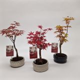 JAVOR JAPONSKI BONSAI L12 CM