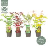 JAVOR JAPONSKI L10.5 CM