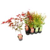 JAVOR JAPONSKI L10.5 CM