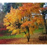 JAVOR JAPONSKI ORANGE DREAM L19 CM