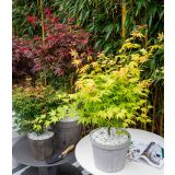 JAVOR JAPONSKI ORANGE DREAM L19 CM