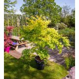 JAVOR JAPONSKI ORANGE DREAM L19 CM