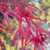 JAVOR JAPONSKI POVEŠAVI NA DEBLU L19 CM