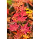 JAVOR KI HACHIJO L3 L