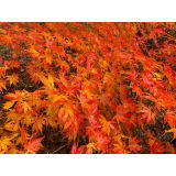 JAVOR KI HACHIJO L3 L