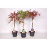 JAVOR PAHLJAČASTI MIX L19