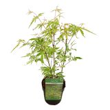 JAVOR PISANOLISTNI PAHLJAČASTI L10