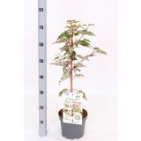 JAVOR RED FLAMINGO L19 CM