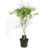 JAVOR SEIRYU L18 V60