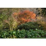 JAVOR SEIRYU L18 V60