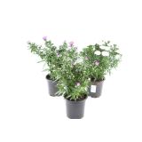 ASTRA JESENSKA, MIX L10.5