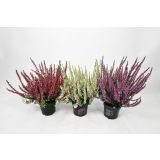 RESA JESENSKA RESA GARDEN GIRL MIX L11