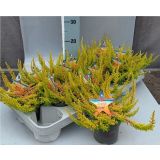 JESENSKA VRESA ORANŽNA SKYLINE SEASTAR L9