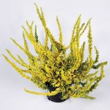 RESA JESENSKA RESA SUNSET MIX L10