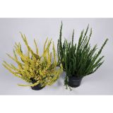 RESA JESENSKA RESA SUNSET MIX L10