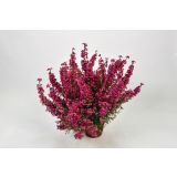 RESA JESENSKA RESA SUNSET MIX L10