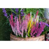 JESENSKA VRESA 5 V SKLEDI L23 CM