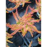 JESENSKA VRESA SEASTAR' L11