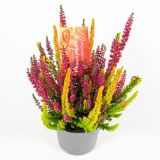 JESENSKA VRESA BEAUTY LADIES SYMPHONY L12 CM