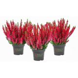 JESENSKA VRESA (CALLUNA BEAUTY LADIES) L9 CM