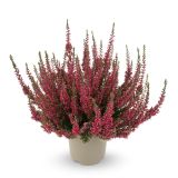 JESENSKA VRESA (CALLUNA GARDEN GIRLS) L12 CM