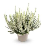 JESENSKA VRESA (CALLUNA GARDEN GIRLS) L12 CM