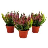 JESENSKA VRESA (CALLUNA) TRIO (TRIBARVNA) L11 CM